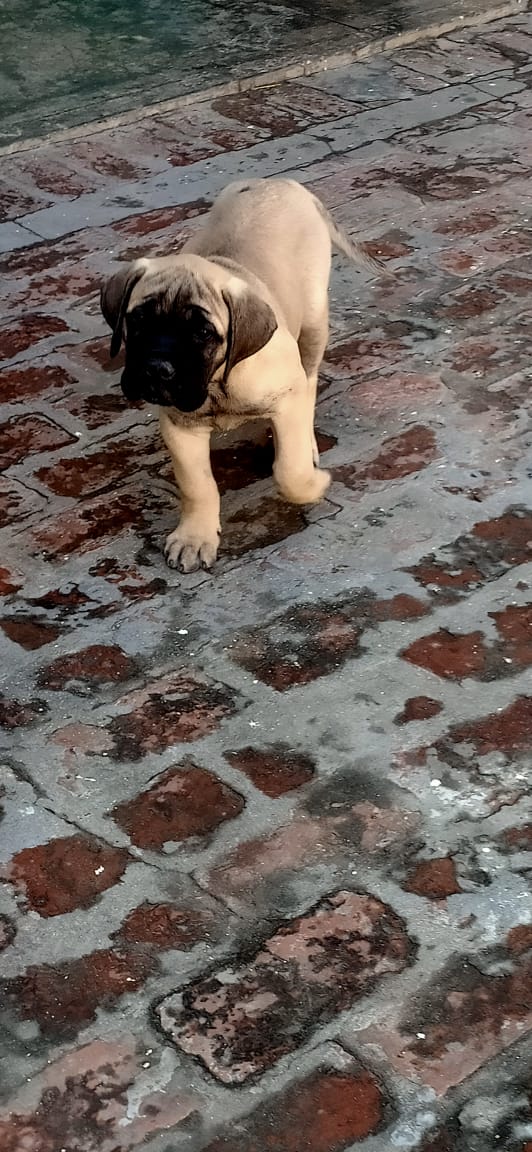 Bull mastiff